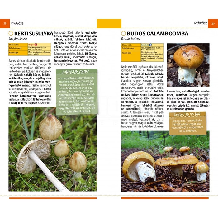 Gombák - Természetbarátok zsebkönyve